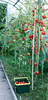 6mm 7mm 8mm 9mm 11mm 12mm Fiberglass Rod with Various Scenario